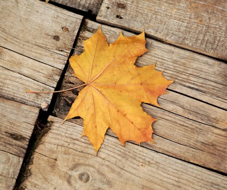 Emotional Decluttering for Fall: What Autumn Leaves Can Teach Us About Letting Go